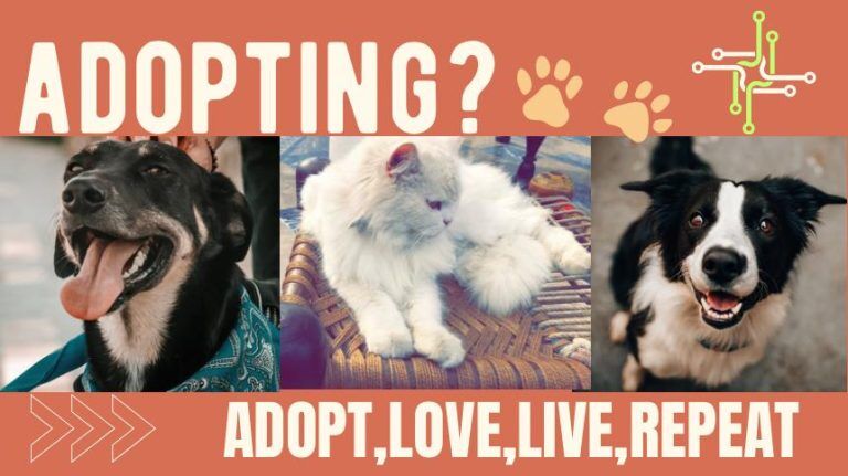 Dog adoption