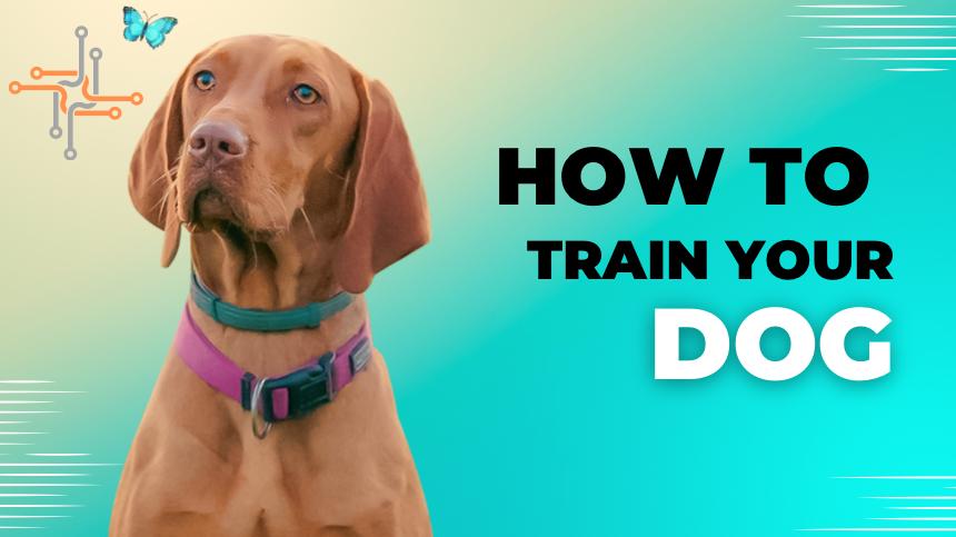German shepherd training commands