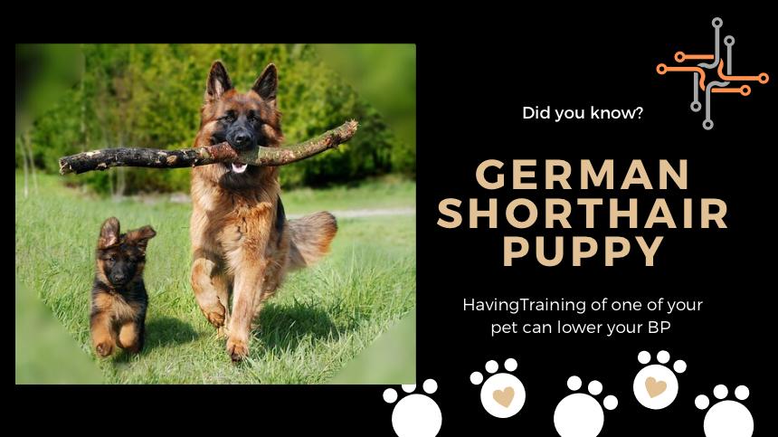 Commands for Training a German Shorthair Puppy