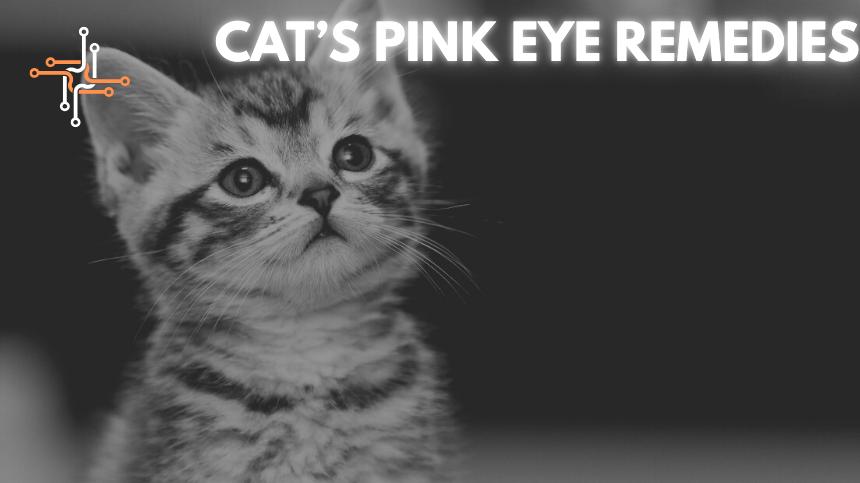 why cats get pink eye