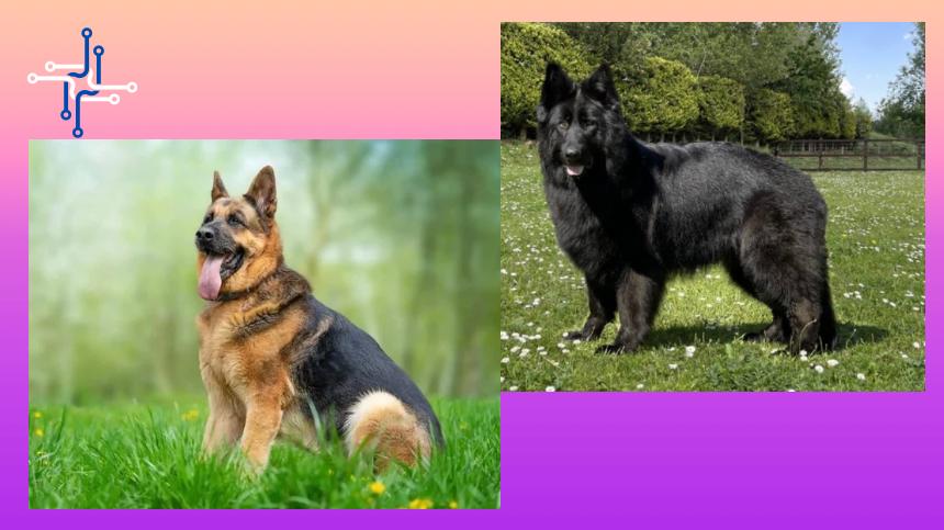 International day for German shepherd