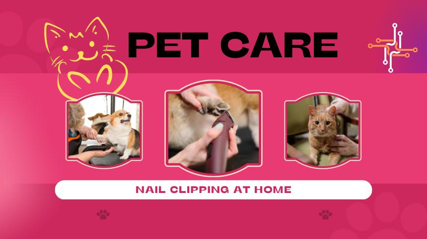 home based pet care