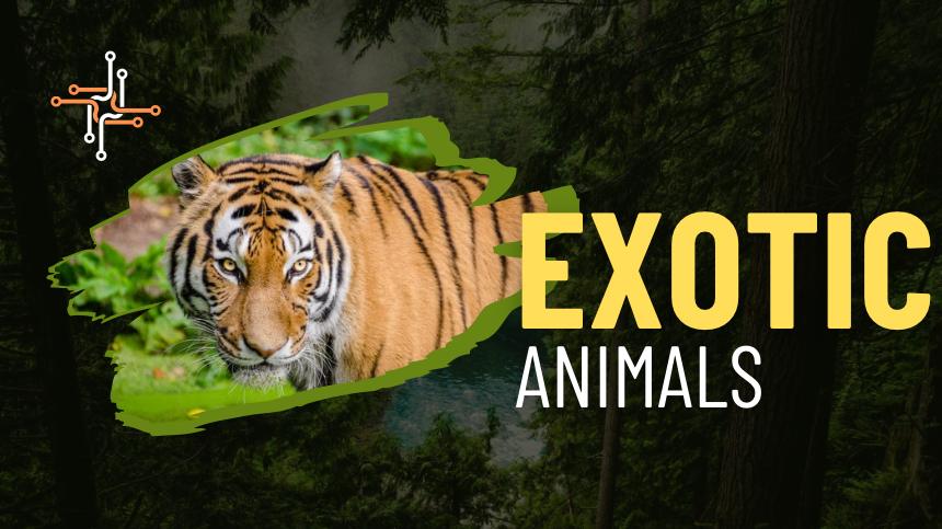 World's most beautiful animals