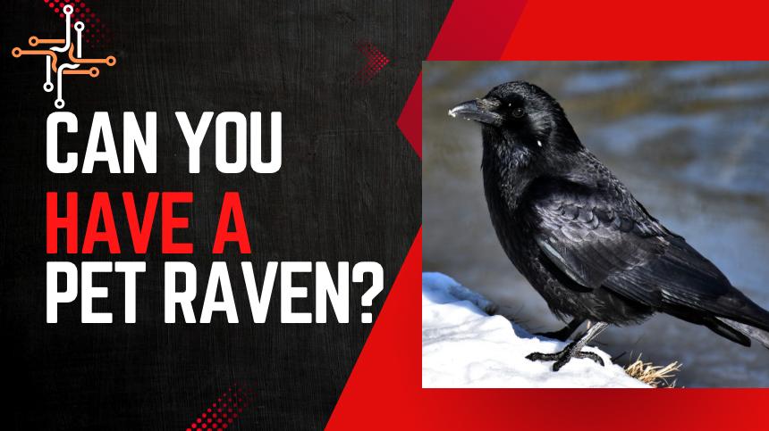 Pet Raven