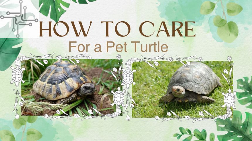 Pet turtle care schema